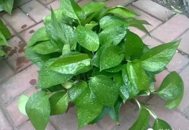 城市看春總未真 花鄉(xiāng)引得幸福來&mdash;&mdash;&ldquo;賞花經(jīng)濟