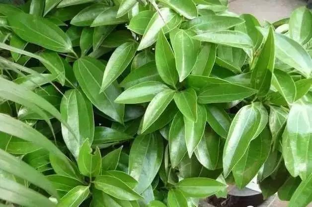 花卉焉了不要緊，這里有最全的補救措施