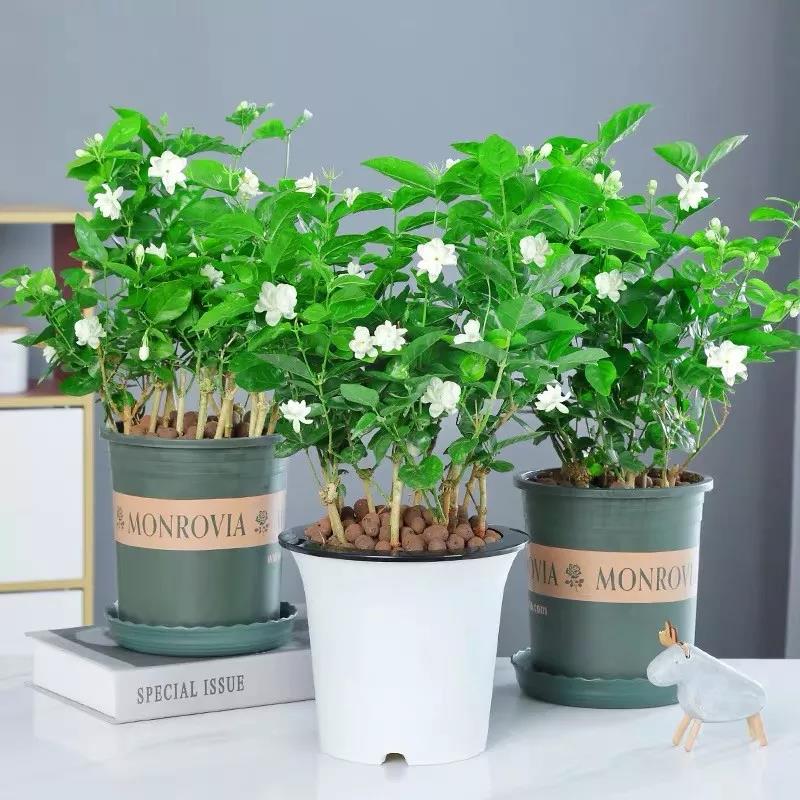 怎樣使盆栽三角梅常開不斷