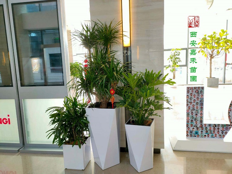西安商場(chǎng)綠植租賃現(xiàn)場(chǎng)方案