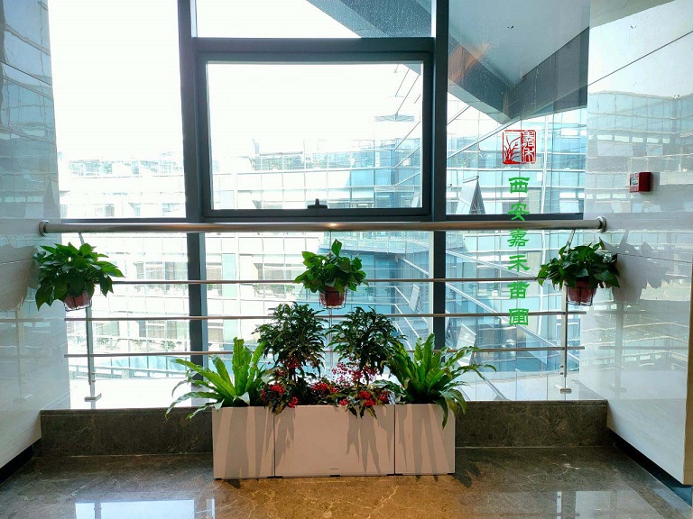 西安商場綠植租賃的花卉莫名其妙落葉？很可能