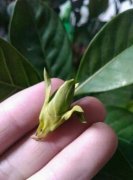 花苞掉了，趕緊這么做