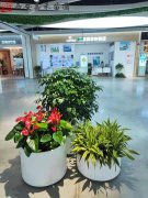 【時尚生活】西安室內(nèi)綠植租擺怎么擺花風水好