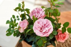 幸福吉祥&mdash;月季花