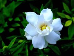 梔子花葉子發(fā)黃的那些原因，你都知道嗎？