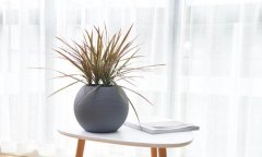 家里養(yǎng)綠植除了好看，還有這些作用！