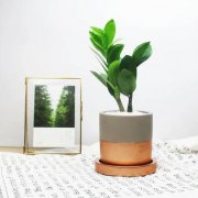 金錢樹葉子發(fā)黃的原因看這里！