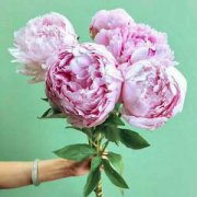 云南鮮切花迎來(lái)恢復(fù)性上漲