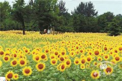 向陽(yáng)而生追逐光芒的向日葵