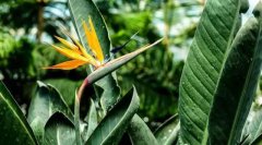 提醒 | 五月份該翻盆的翻盆，該扦插的扦插，再