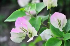 三角梅為什么掉花呢？三角梅掉了葉子怎么辦？