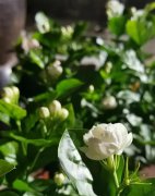 這7種花香味超好聞，聞一下就上癮，聞了還想聞