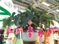 社交功能大于展示作用 記第二十二屆中國國際花