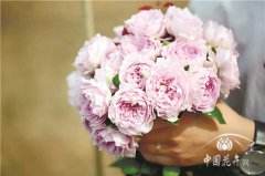 聽天狼說月季的應(yīng)用、推廣、未來和育種