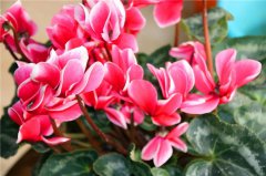 最全的仙客來養(yǎng)護方法來了，照著養(yǎng)，想要養(yǎng)死