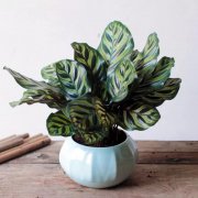 這7種花10&deg;C還不搬進屋，當心明年收空盆！