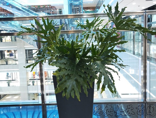 西安商場花卉綠植租賃價(jià)格|西安嘉禾苗圃