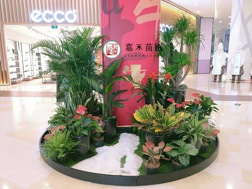 西安商場(chǎng)綠植租擺租賃養(yǎng)護(hù)標(biāo)準(zhǔn)