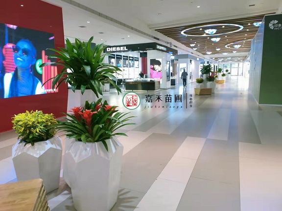 商場花卉綠植租擺|西安嘉禾苗圃