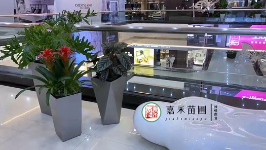 商場花卉綠植租擺效果圖|西安嘉禾苗圃|