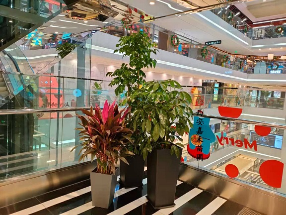 西安商場綠植租擺效果圖|西安嘉禾苗圃 西安商場綠植租擺效果圖|西安嘉禾苗圃