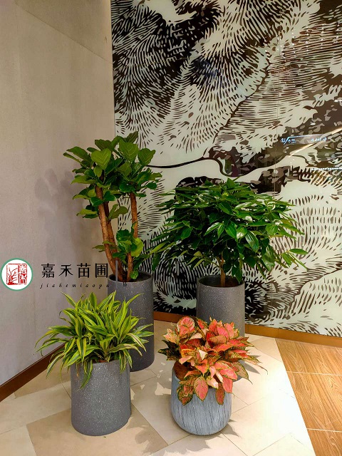 西安商場綠植租擺圖片|西安嘉禾苗圃 西安商場綠植租擺圖片|西安嘉禾苗圃