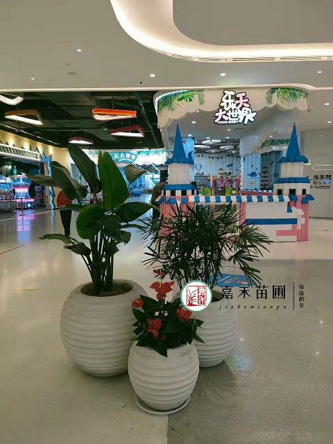 商場(chǎng)花卉租賃公司|西安嘉禾苗圃