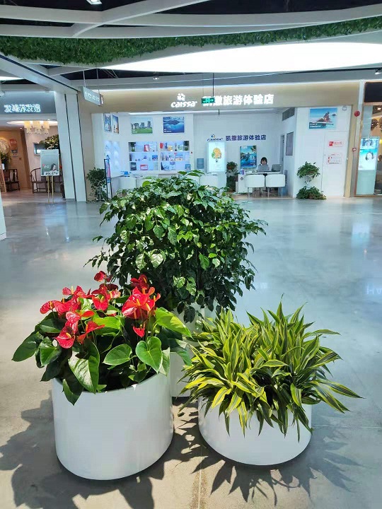 商場綠植租擺植物|西安嘉禾苗圃