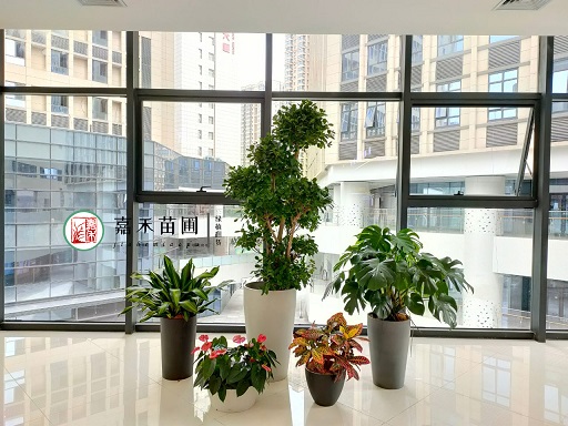 綠植租擺｜商場(chǎng)綠植租擺植物裝飾的設(shè)計(jì)與藝術(shù)