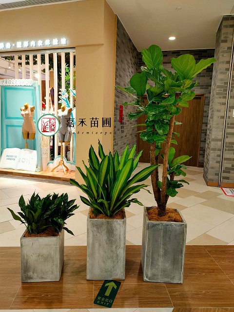 西安商場花卉綠植租賃電話|15202909185西安嘉禾苗圃