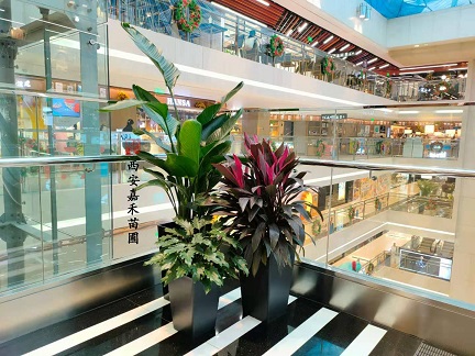 商業(yè)綠植租賃公司|西安嘉禾苗圃