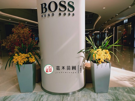 商場(chǎng)花卉綠植租賃|西安嘉禾苗圃 商場(chǎng)花卉綠植租賃|西安嘉禾苗圃