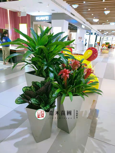 商場(chǎng)花卉綠植租賃公司|西安嘉禾苗圃 商場(chǎng)花卉綠植租賃公司|西安嘉禾苗圃