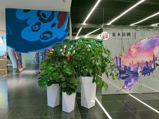 商場花卉綠植租賃|西安嘉禾苗圃 商場花卉綠植租賃|西安嘉禾苗圃