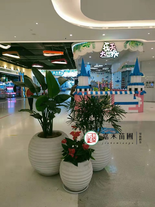 西安商場花卉綠植租賃|西安嘉禾苗圃 西安商場花卉綠植租賃|西安嘉禾苗圃