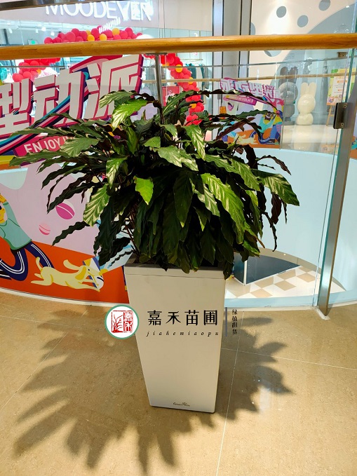 商場花卉綠植租賃公司|西安嘉禾苗圃 商場花卉綠植租賃公司|西安嘉禾苗圃