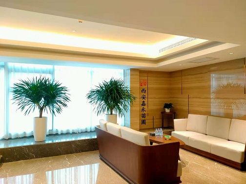 西安綠植租賃這樣養(yǎng)龍血樹，霸氣又鎮(zhèn)宅，福至全家！