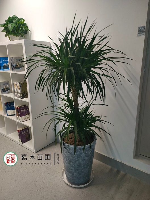 西安綠植租賃價(jià)格|15202909185西安嘉禾苗圃