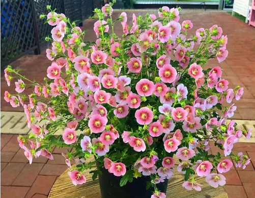 西安商場綠植租擺推薦|盆栽小木槿的養(yǎng)護方法