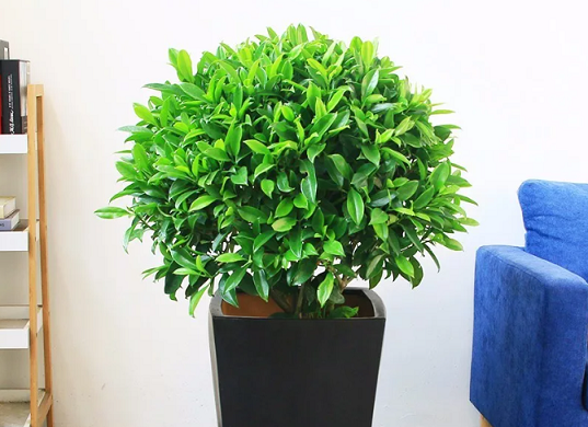 西安綠植租賃推薦|非洲茉莉的養(yǎng)護方法和注意事項