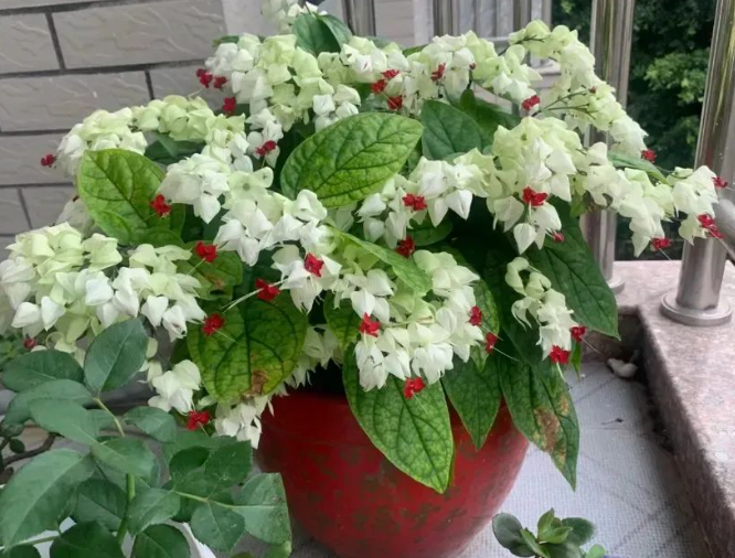 龍吐珠養(yǎng)護(hù)方法|西安嘉禾苗圃