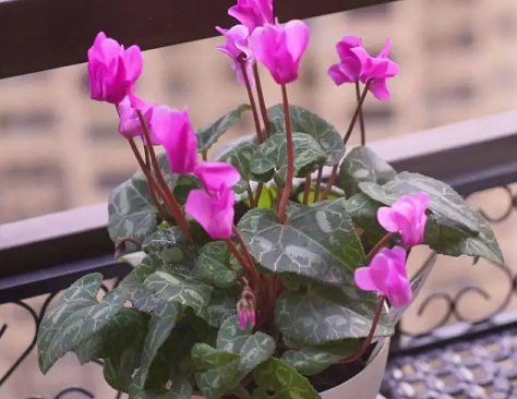 仙客來進入休眠期，注意&ldquo;1要2不要&rdquo;，讓它安全度夏！