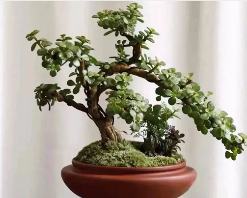 冬季養(yǎng)金枝玉葉，做好4件事，整個冬天沒有黃葉