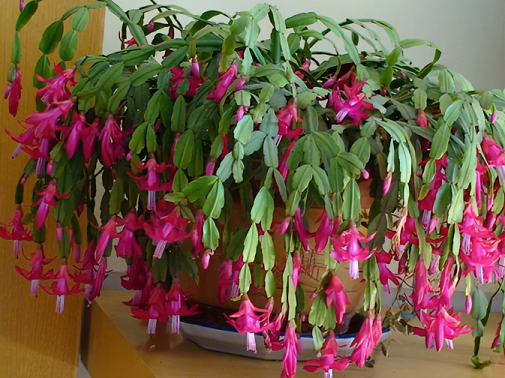 冬季蟹爪蘭葉片發(fā)軟，3個問題不能忽視，避開了葉子硬如鐵！