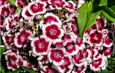 冬天家里養(yǎng)6種&ldquo;殺菌花&rdquo;，家里養(yǎng)一盆，全家健康少生病！