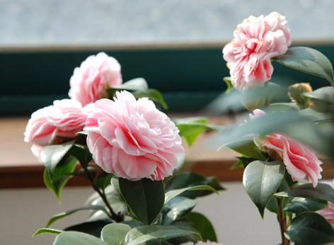 這4種香香花，過(guò)年開(kāi)得正旺，比香水還好聞！