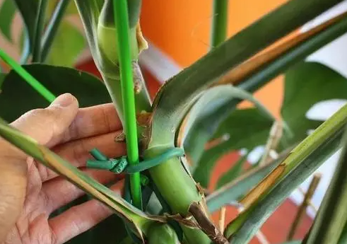 買到龜背竹小苗，掌握這4點(diǎn)，不倒伏，輕松長(zhǎng)成小森林