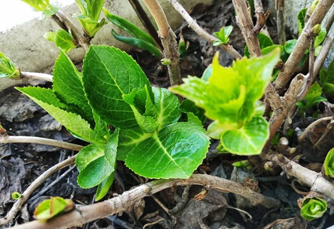 月季花和繡球花快要蘇醒了，抓緊修剪、施肥！