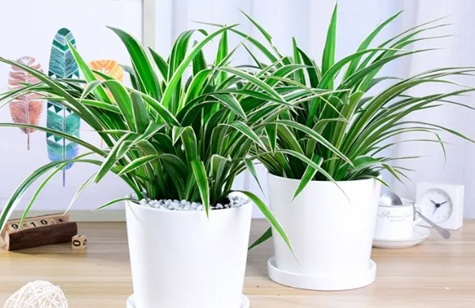 吊蘭干尖黃葉，照著這樣養(yǎng)，葉子綠油猛爆盆！