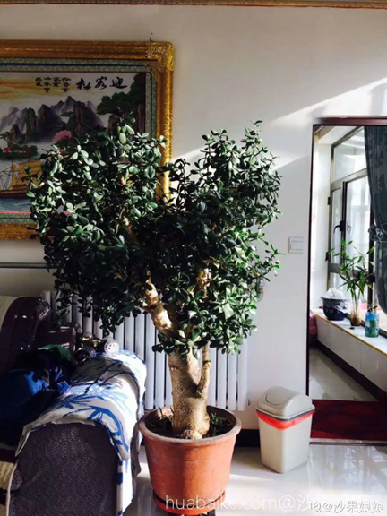 客廳綠植推薦|客廳養(yǎng)&ldquo;好樹(shù)&rdquo;，子孫一直富！